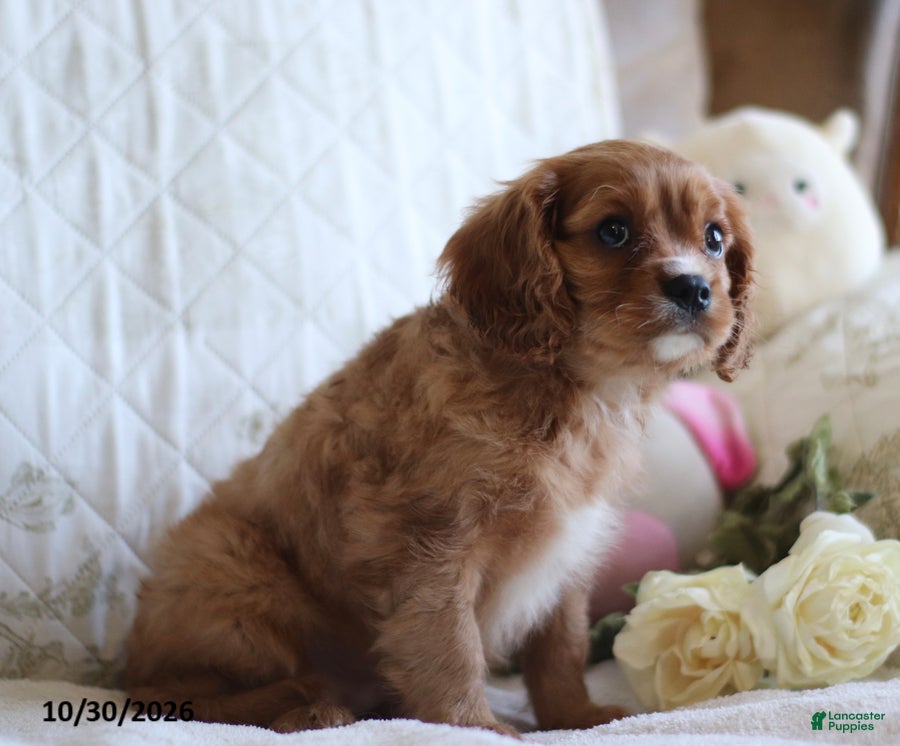 Cavalier King Charles Spaniel dogs for sale: Otto - Ad 2