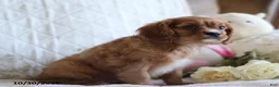 Cavalier King Charles Spaniel dogs for sale: Otto - Ad 2