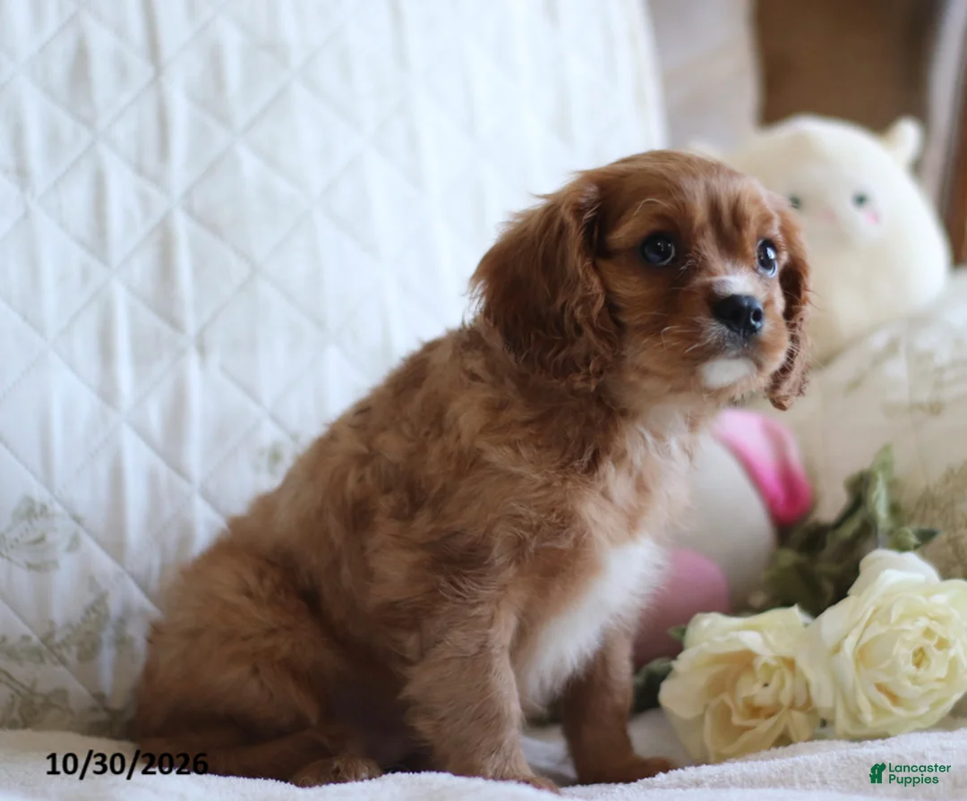Cavalier King Charles Spaniel dogs for sale: Otto - Ad 2
