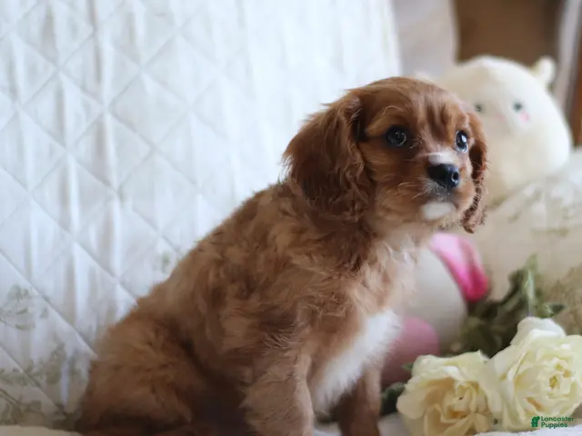 Cavalier King Charles Spaniel dogs for sale: Otto - Ad 2