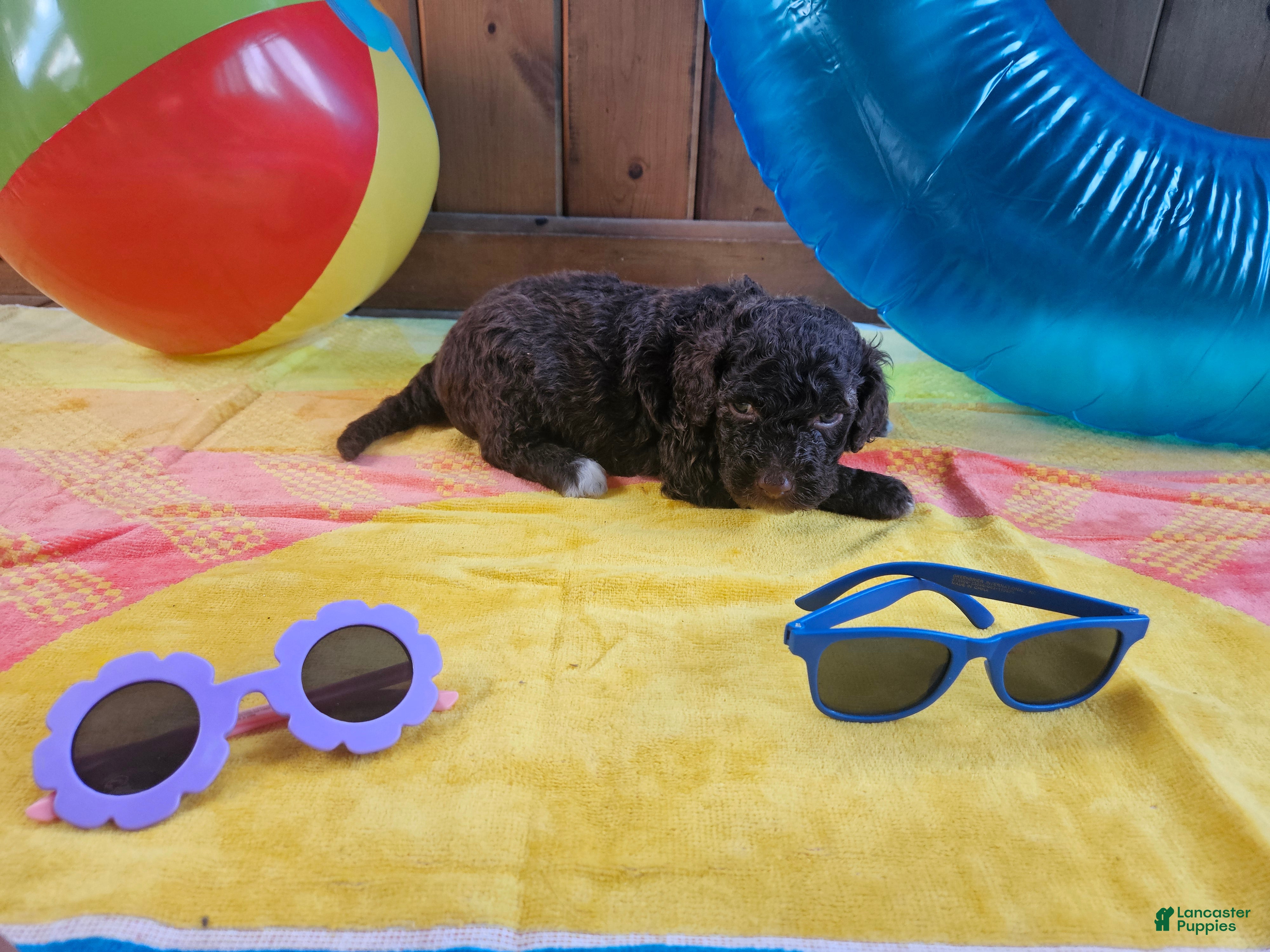 Portuguese Water Dog dogs Charlie - Ad 21