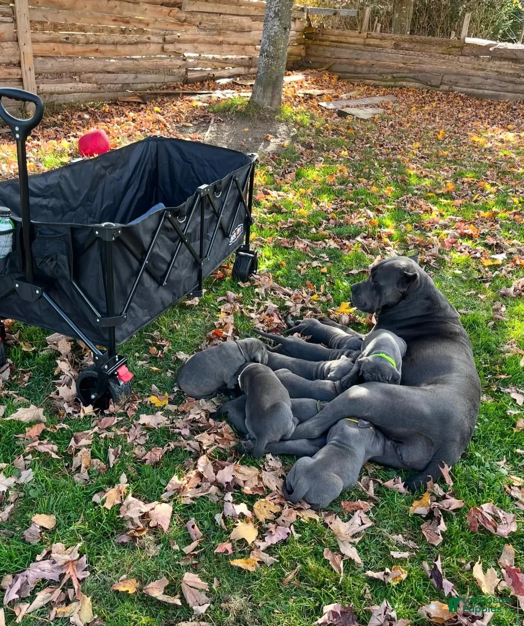 Cane Corso dogs for sale: Starr the female - Ad 2