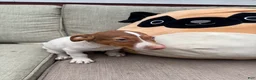 Jack Russell Terrier dogs for sale: Chocolate  - Ad 5