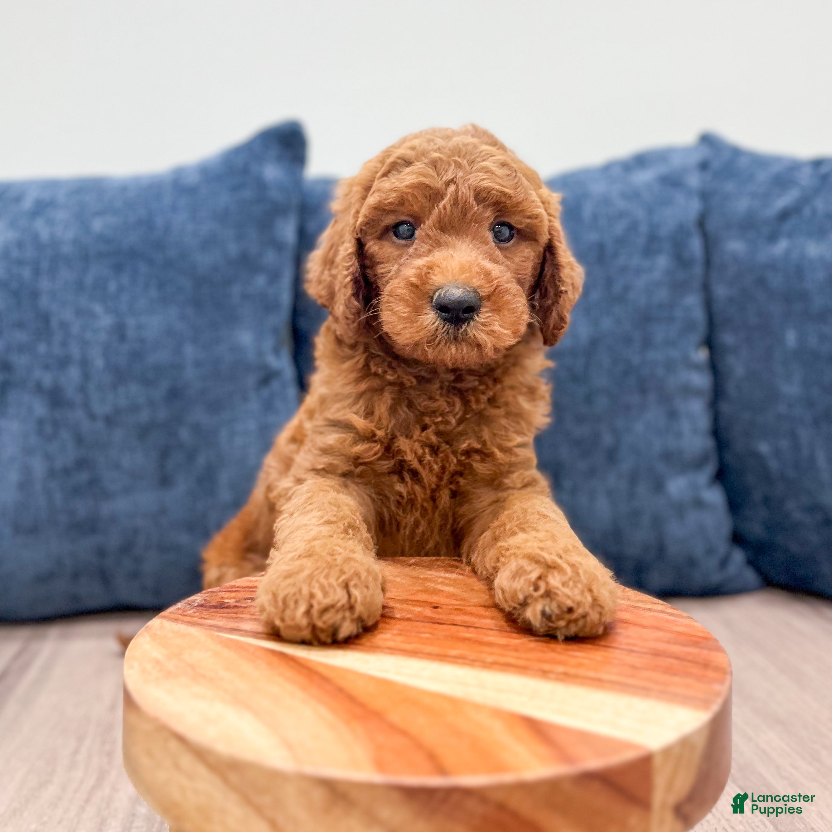 Mini Goldendoodle dogs Oscar - Ad 2
