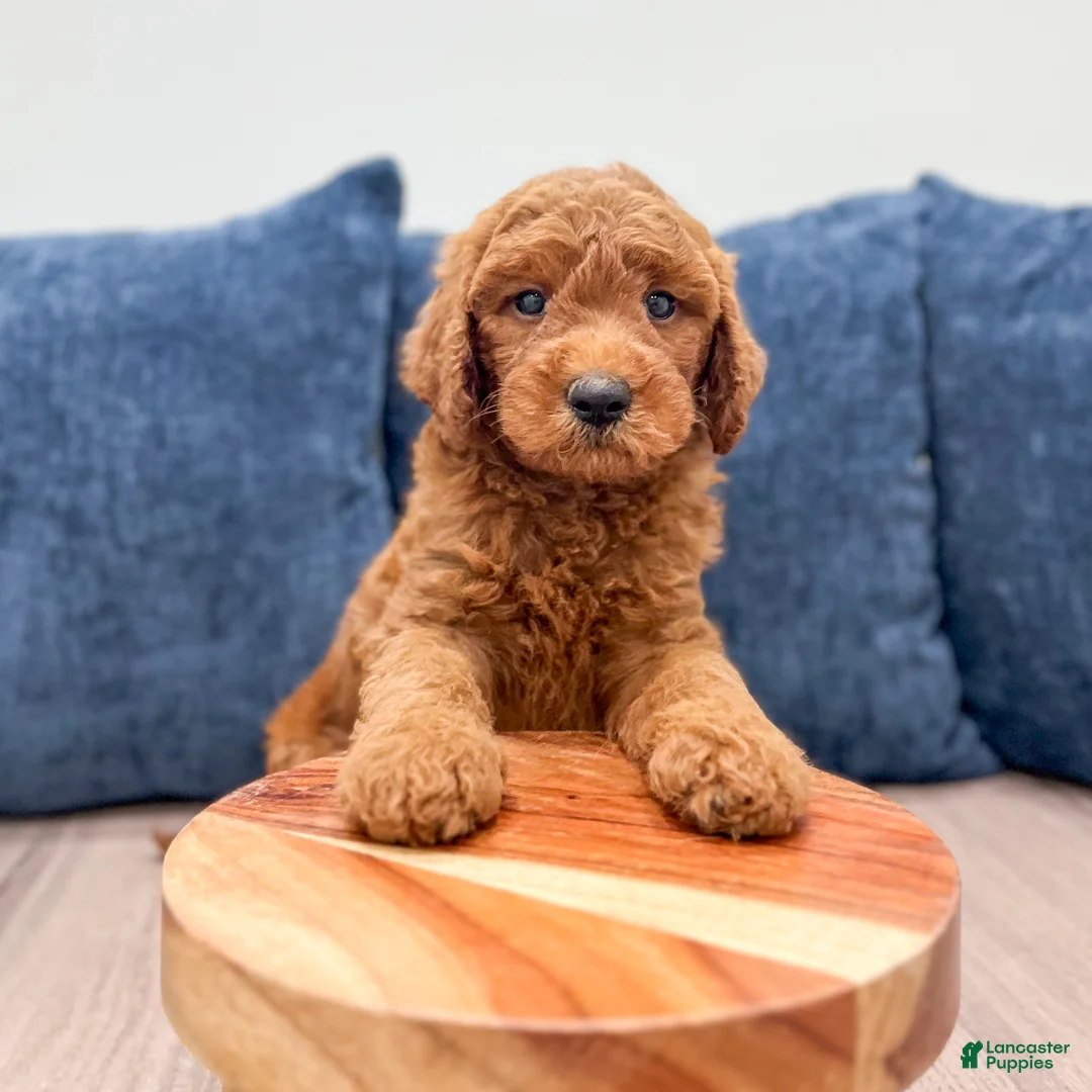 Mini Goldendoodle dogs for sale: Oscar - Ad 2