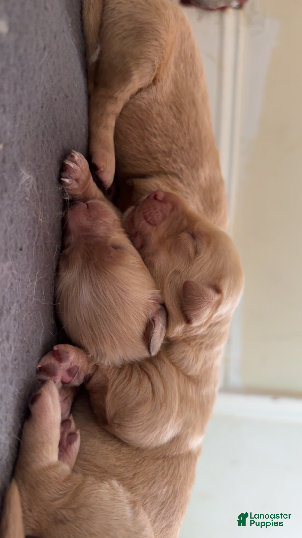 Goldendoodle dogs for sale: Spot  - Ad 2