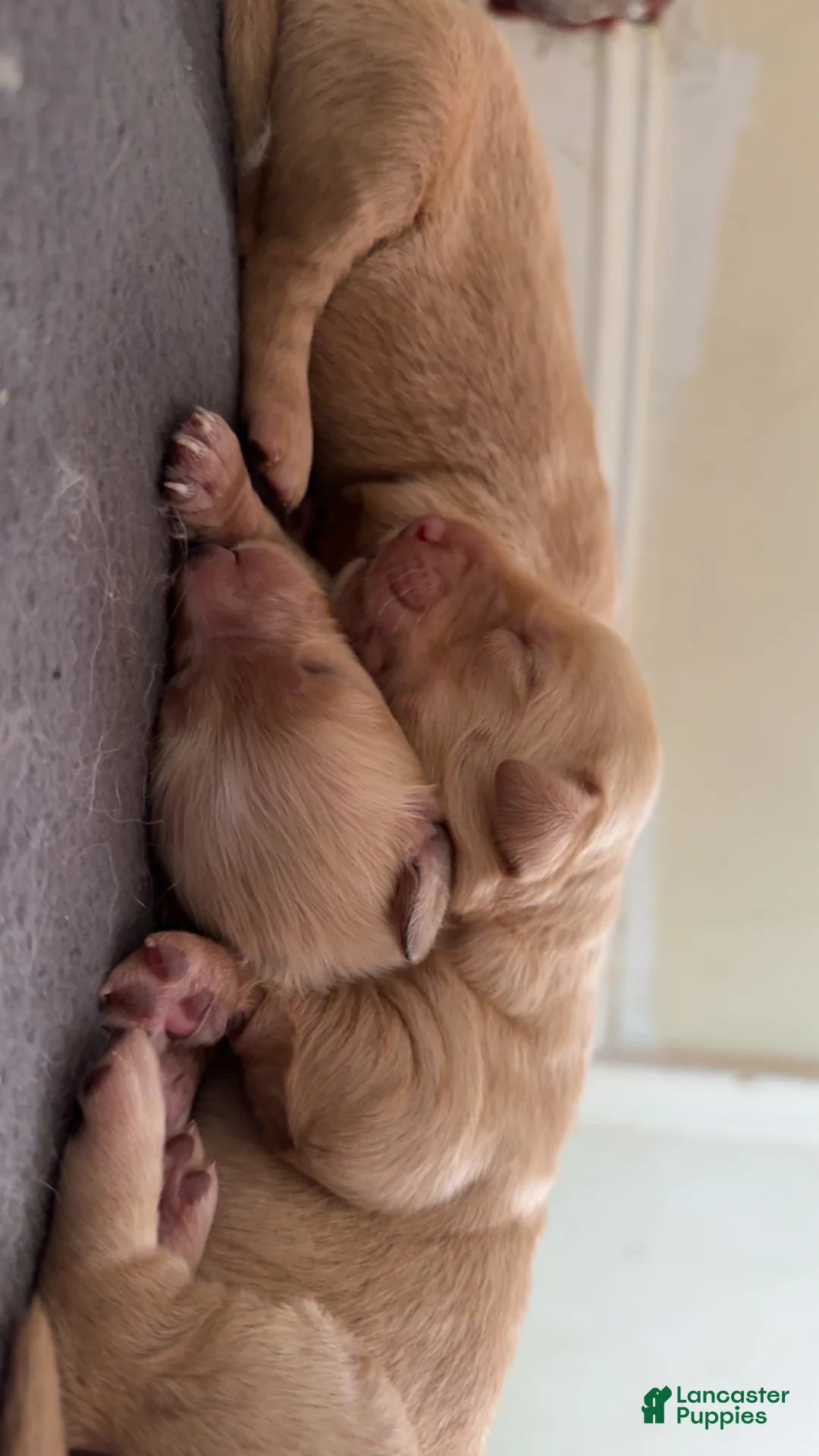 Goldendoodle dogs for sale: Spot  - Ad 1