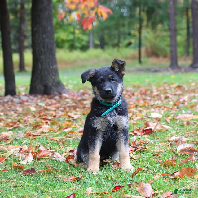 German Shepherd dogs Caramel - Ad 1