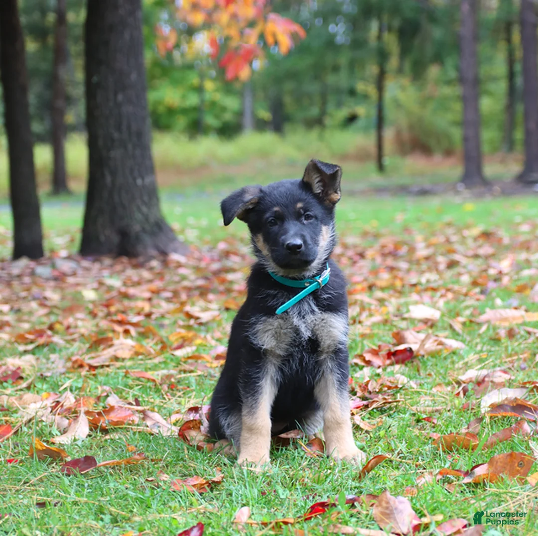 German Shepherd dogs for sale: Caramel - Ad 1