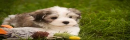 Havanese dogs for sale: Darcy Havanese  - Ad 12