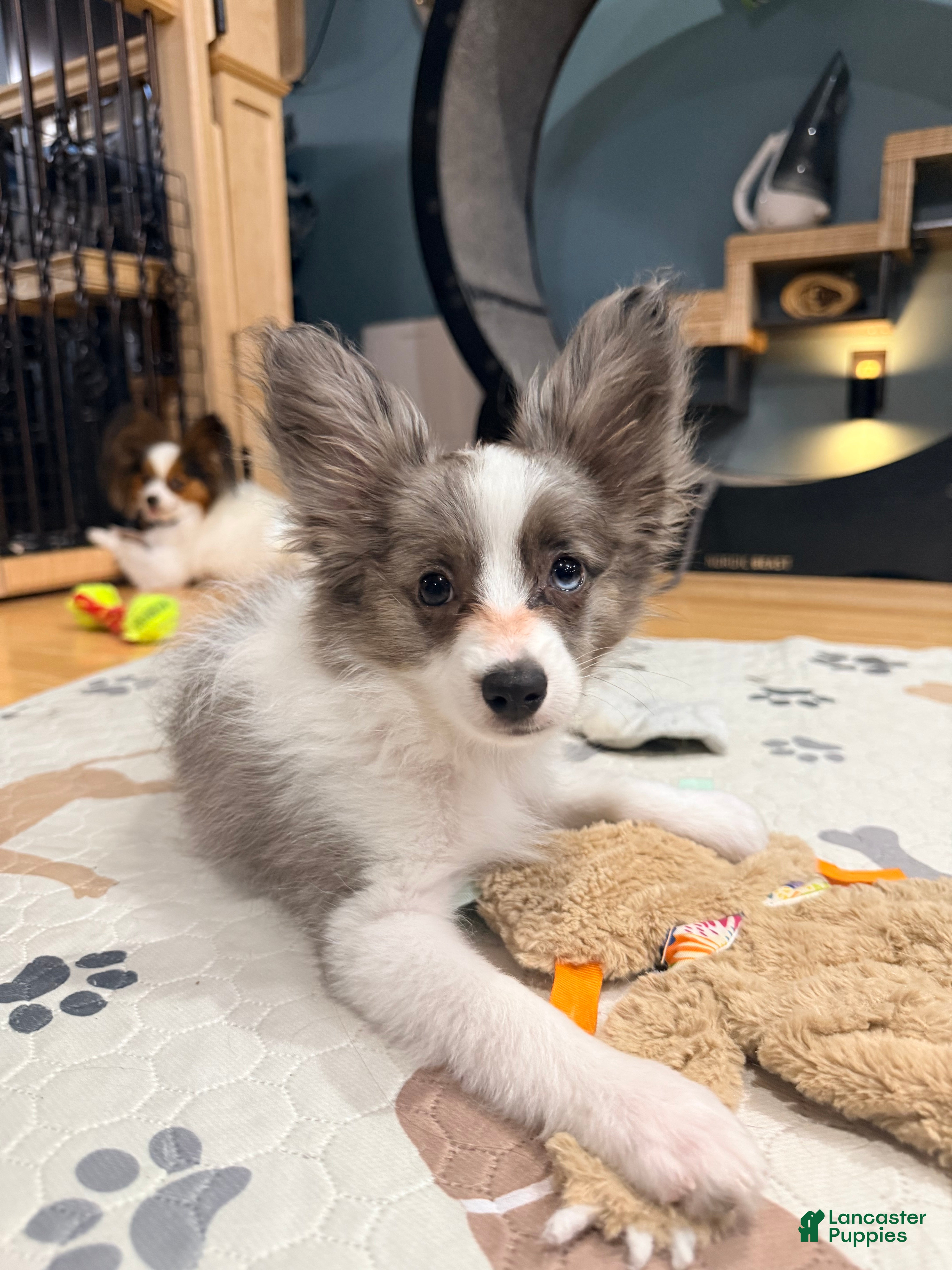 Mixed Breed dogs Skittles - Ad 2