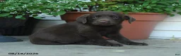 Labrador Retriever dogs for sale: Phoebe - Ad 3