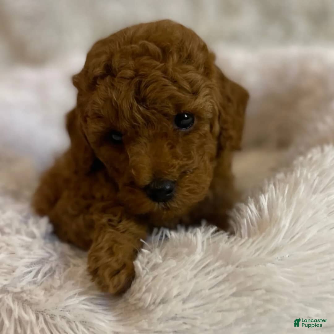 Toy Poodle dogs for sale: Coco - Ad 2