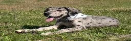 Great Dane dogs for sale: Euro Merle Chandler  - Ad 6