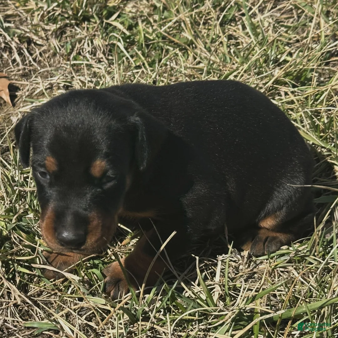 Doberman Pinscher dogs for sale: Sheba  - Ad 1