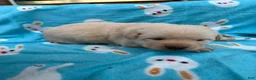 Labrador Retriever dogs for sale: Holli - Ad 2