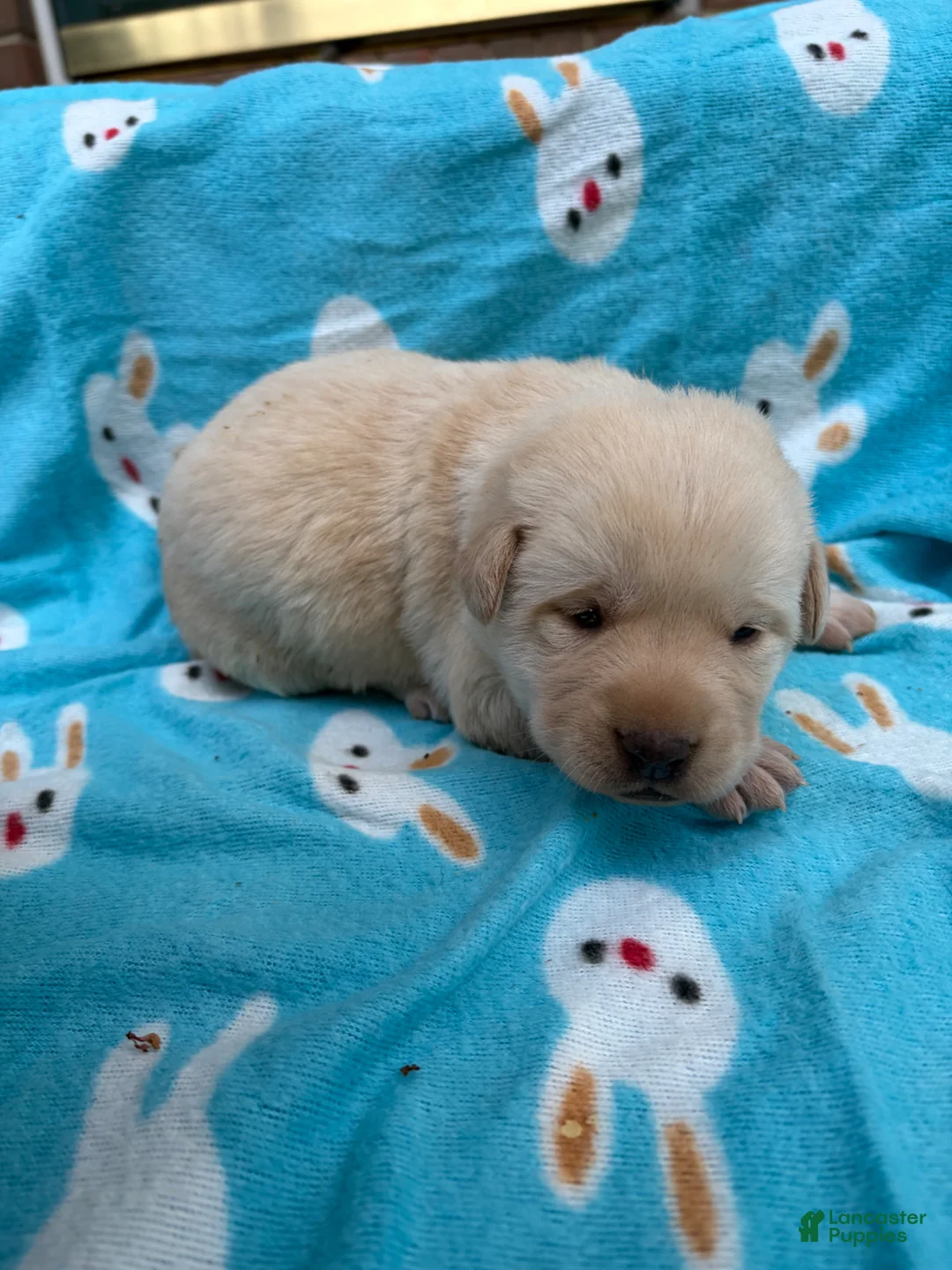 Labrador Retriever dogs for sale: Holli - Ad 2