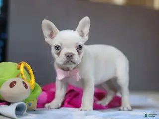 French Bulldog dogs Bella - Ad 28