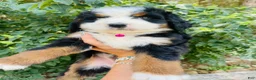 Bernedoodle dogs for sale: Peach Bellini - ultra Bernedoodle  - Ad 5