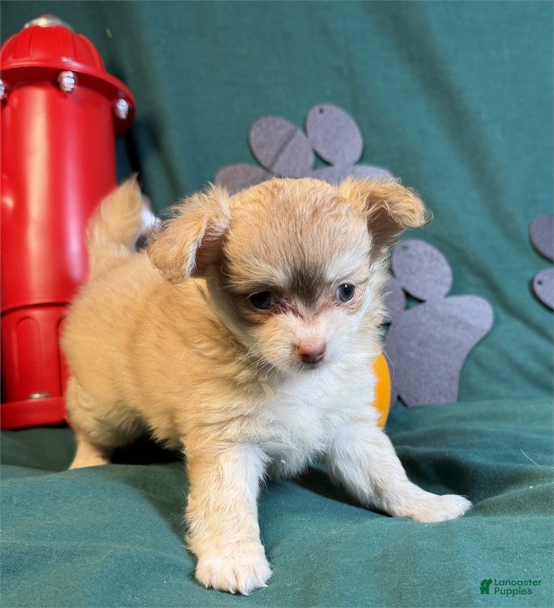 Meet Connie! Chihuahua Puppy for sale in Miami Lancaster Puppies