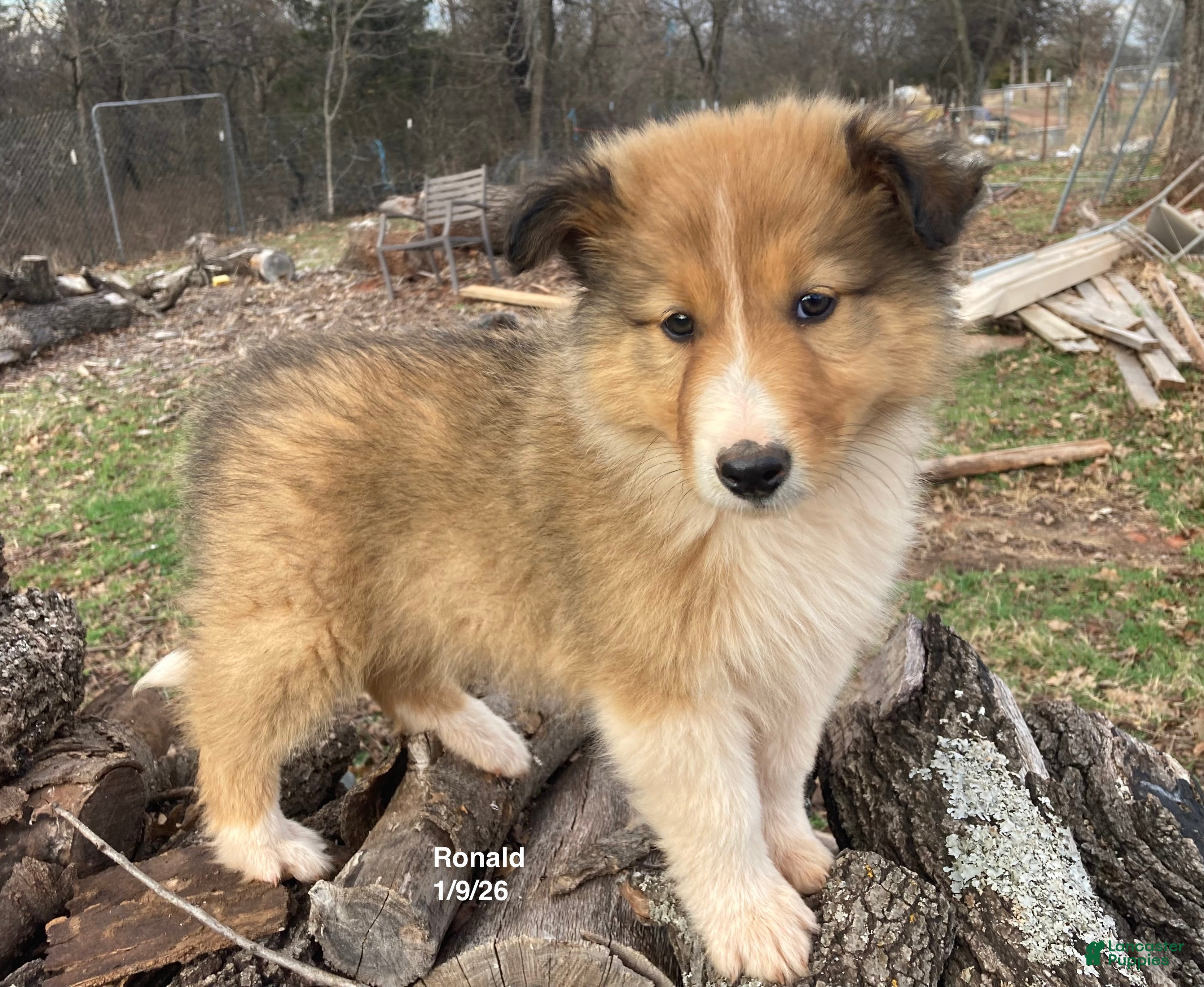 Collie dogs Grant's Ronald - Ad 1