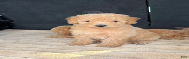 Toy Poodle 1
