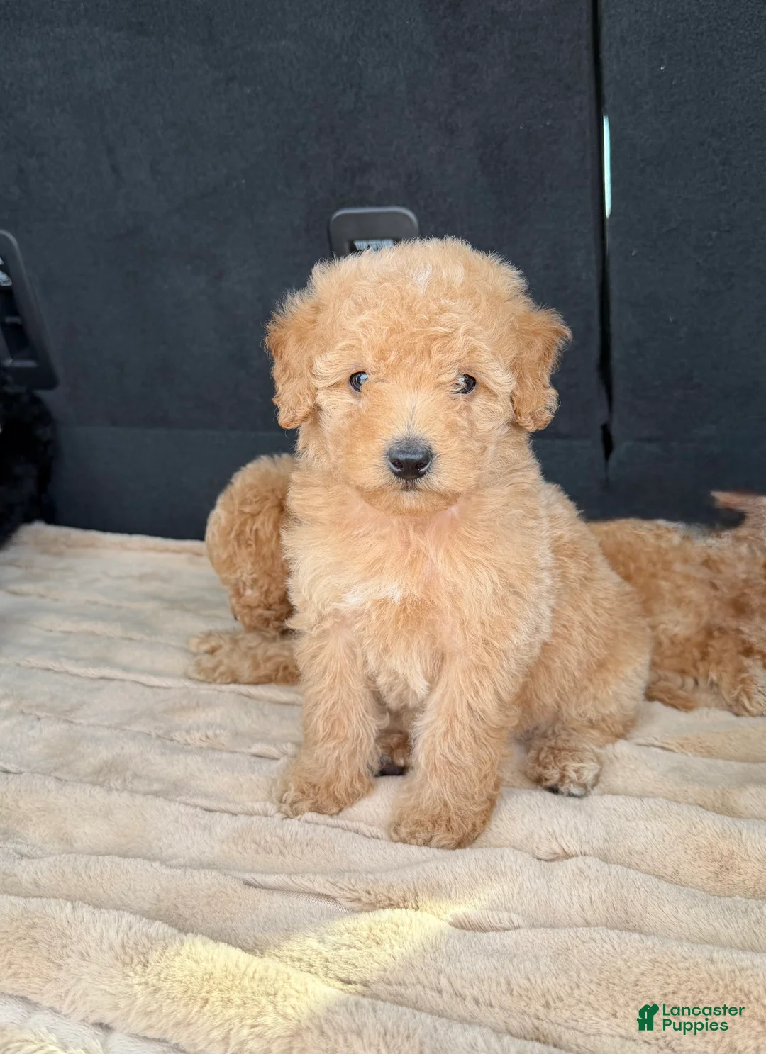 Toy Poodle dogs for sale: Toy Poodle 1 - Ad 1