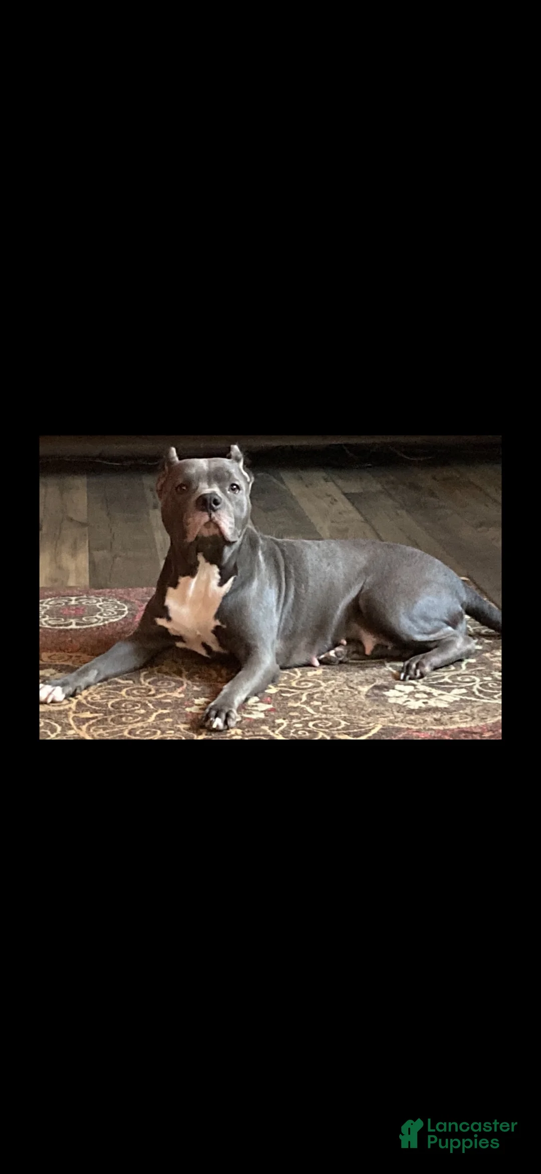 American Bully dogs for sale: American Bully 3 - Ad 2