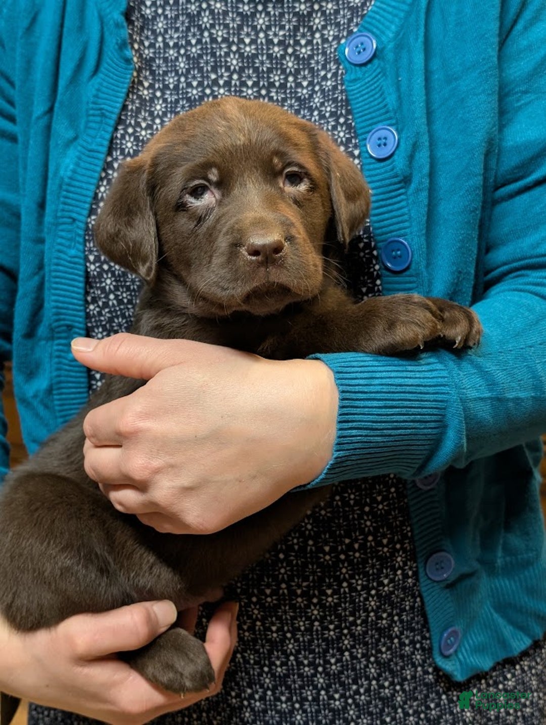 Labrador Retriever dogs for sale: Swiss - Ad 6