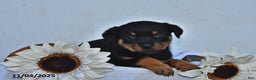 Rottweiler dogs for sale: Hazel - Ad 2