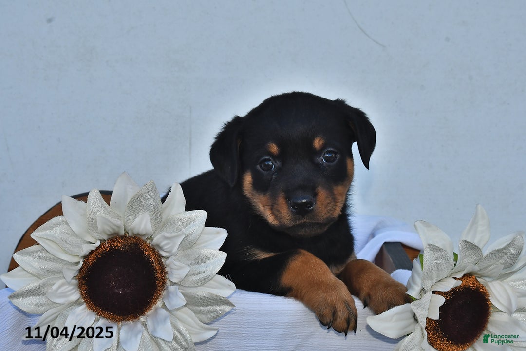 Rottweiler dogs for sale: Hazel - Ad 2