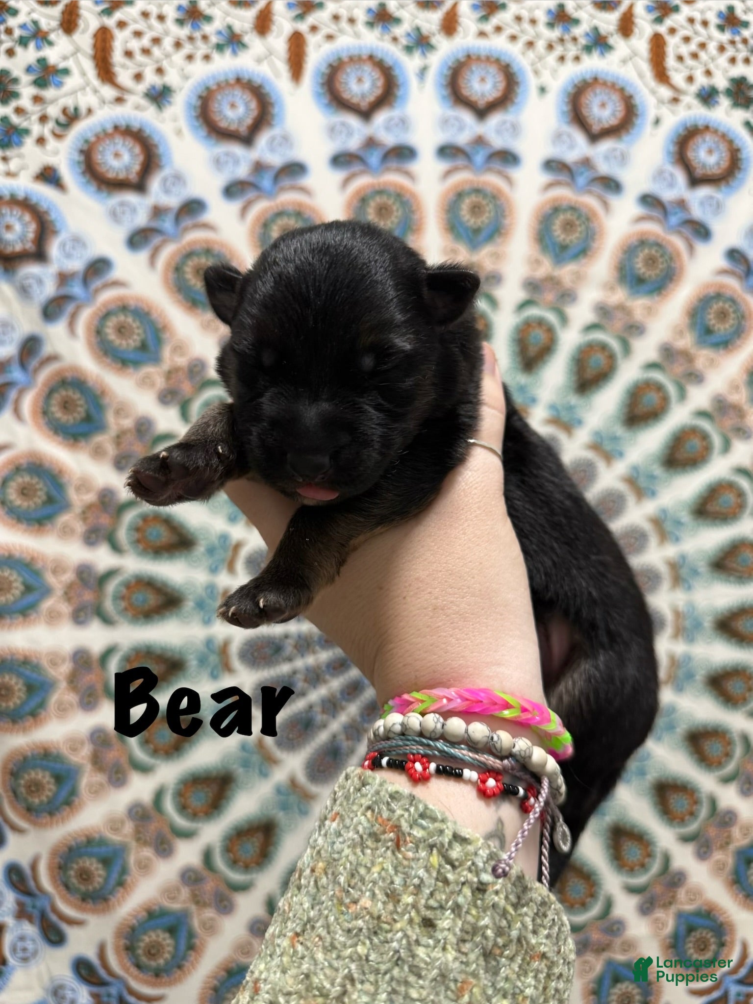 German Shepherd dogs Bear - Ad 2