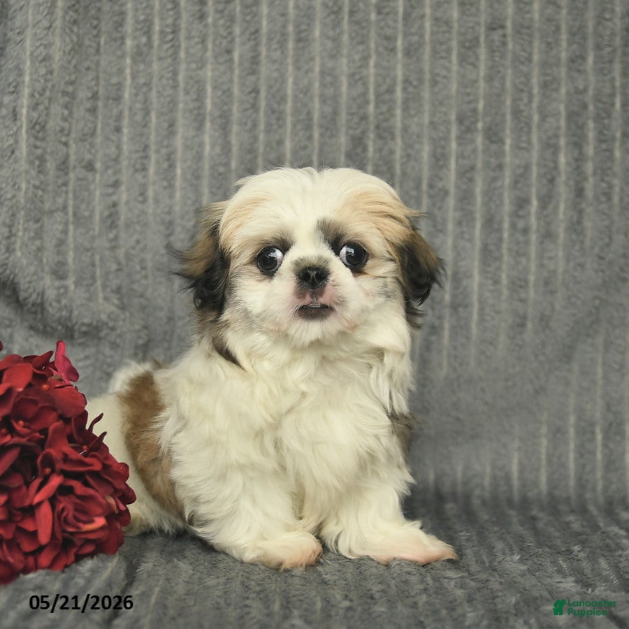 Malshi dogs Bradley - Ad 1