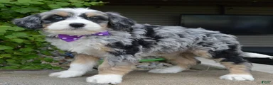 Bailey