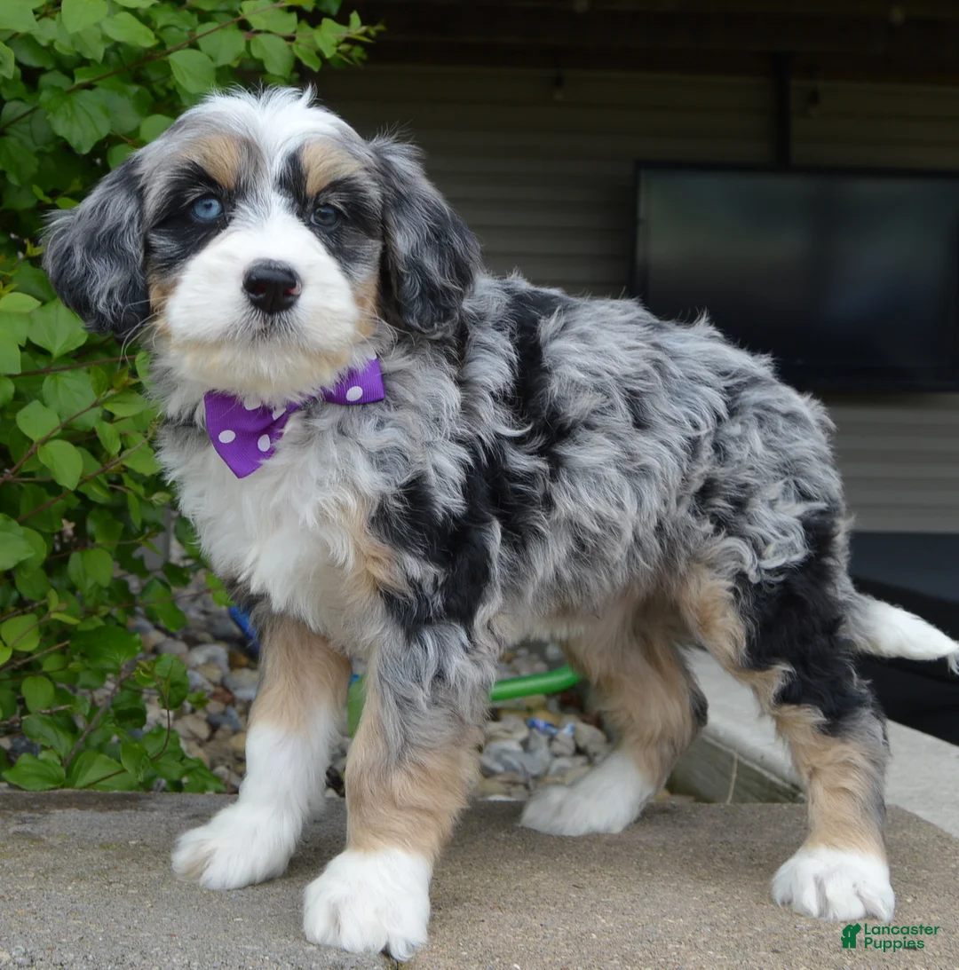 Mini Bernedoodle dogs for sale: Bailey - Ad 1