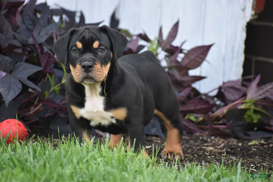 Beabull dogs for sale: Champ - Ad 1