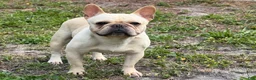 French Bulldog dogs for sale: Gelato  - Ad 1