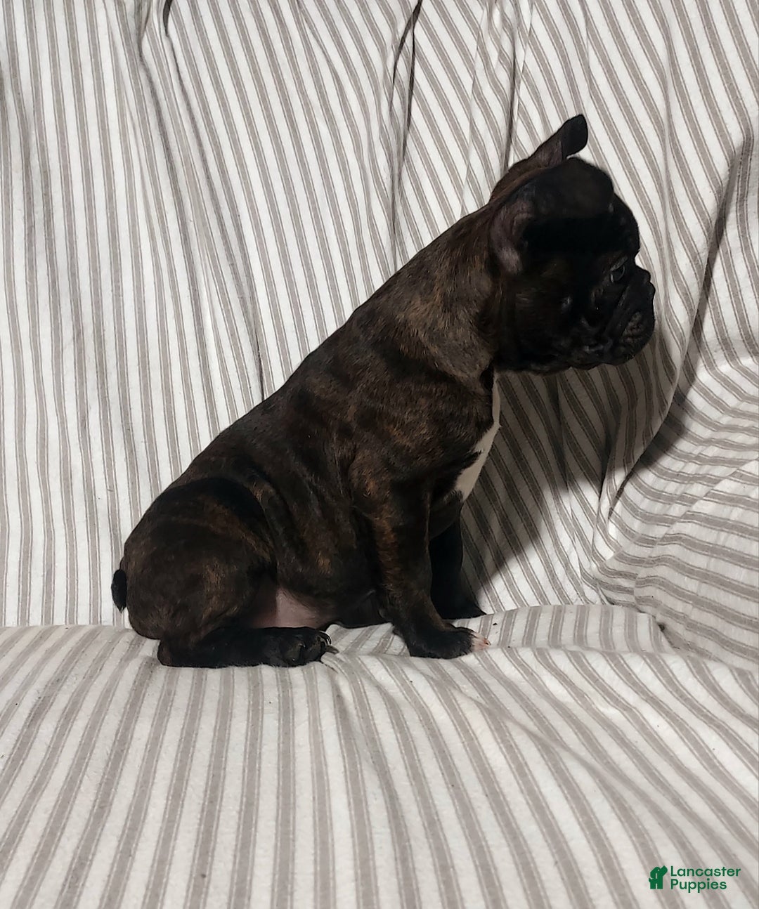 Frenchton dogs for sale: Blake - Ad 3