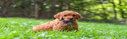Goldendoodle dogs for sale: Mason - Ad 3