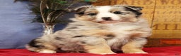 Miniature Australian Shepherd dogs for sale: Shelby - Ad 3