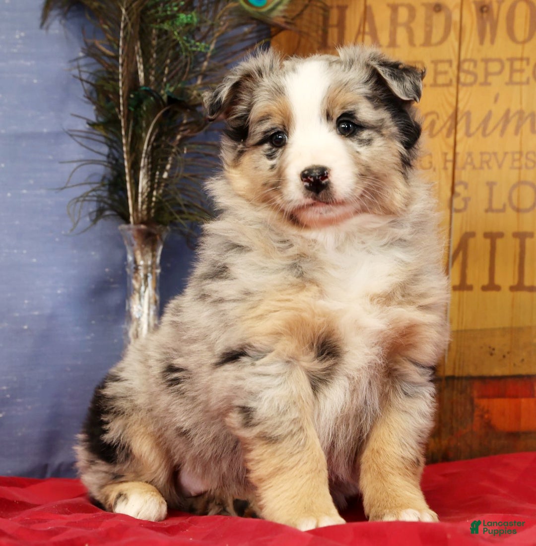 Miniature Australian Shepherd dogs for sale: Shelby - Ad 3