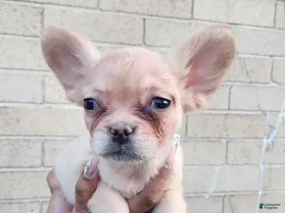 French Bulldog dogs for sale: French Bulldog Puppy 3 - Ad 3