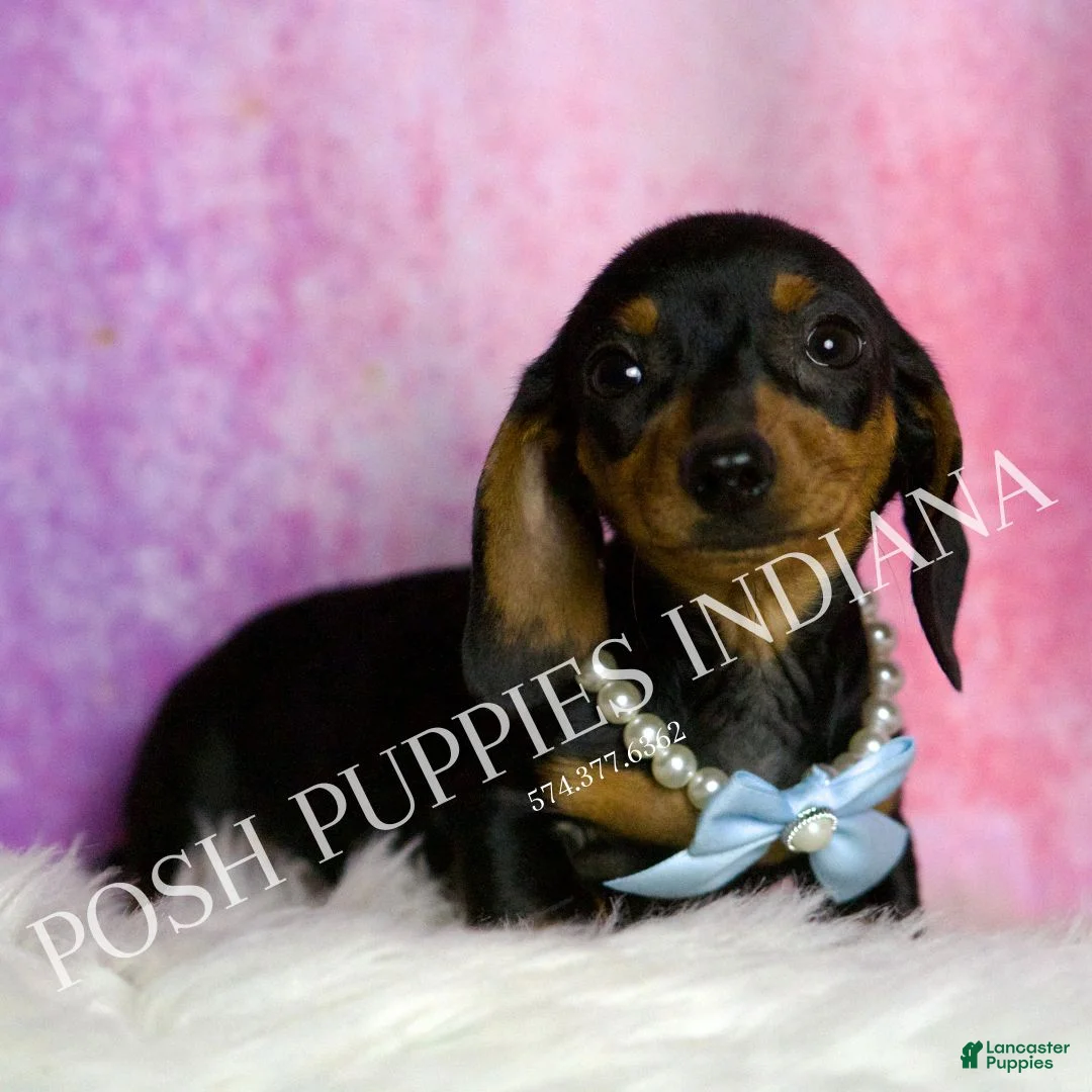 Miniature Dachshund dogs for sale: Slinkie - Ad 5