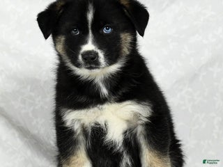 Lab Shepsky Gerberian Shepsky Puppies for sale | Lancaster Puppies