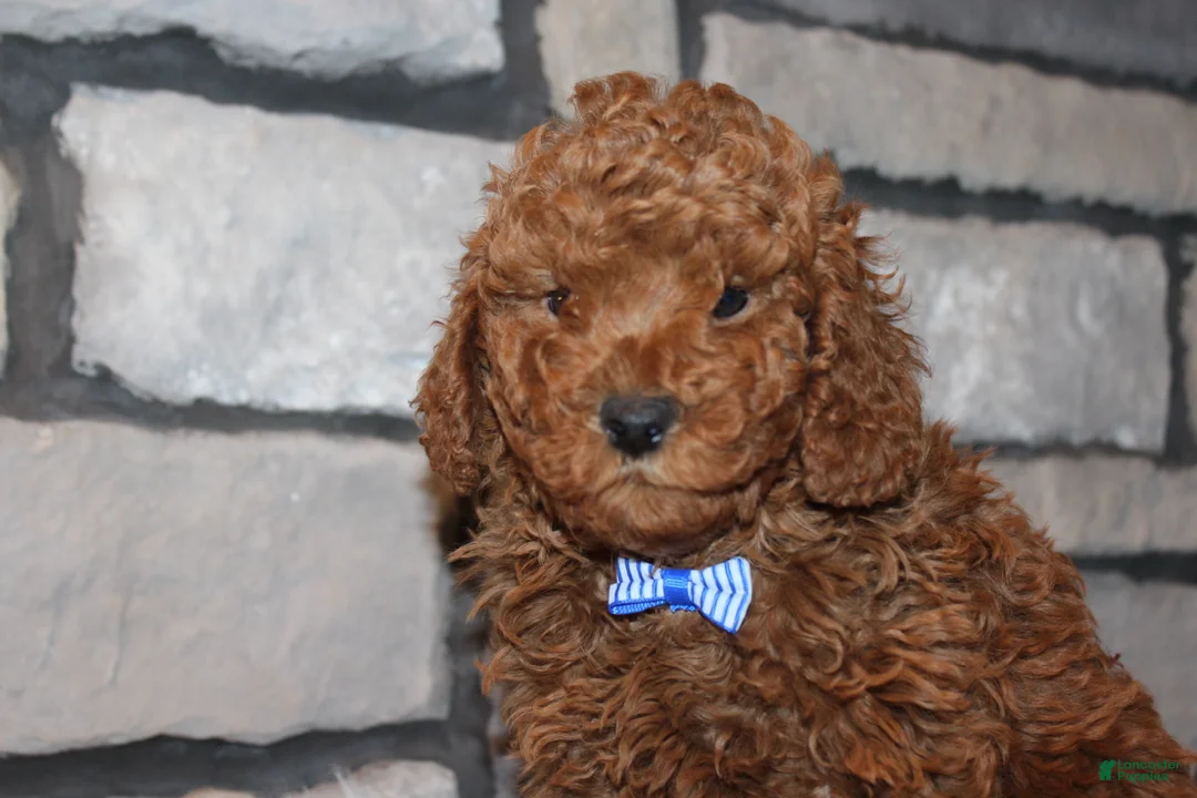 Miniature Poodle dogs for sale: AKC JAX - Ad 7