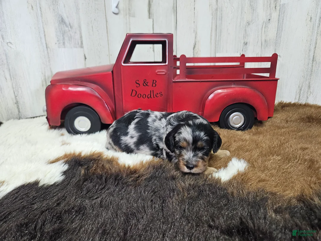 Cavapoo dogs for sale: F1 Forest - Ad 1