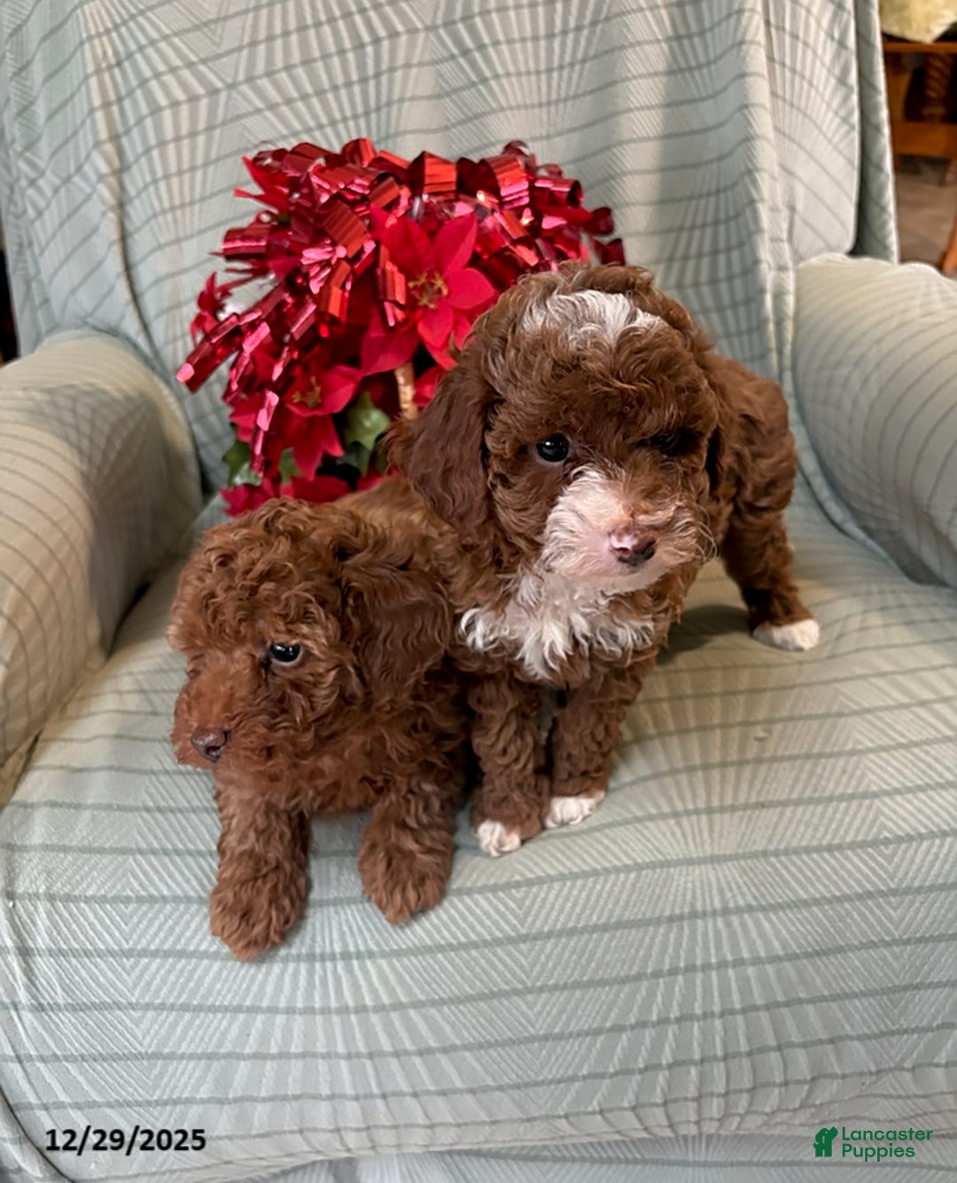 Miniature Poodle dogs for sale: Ace - Ad 3