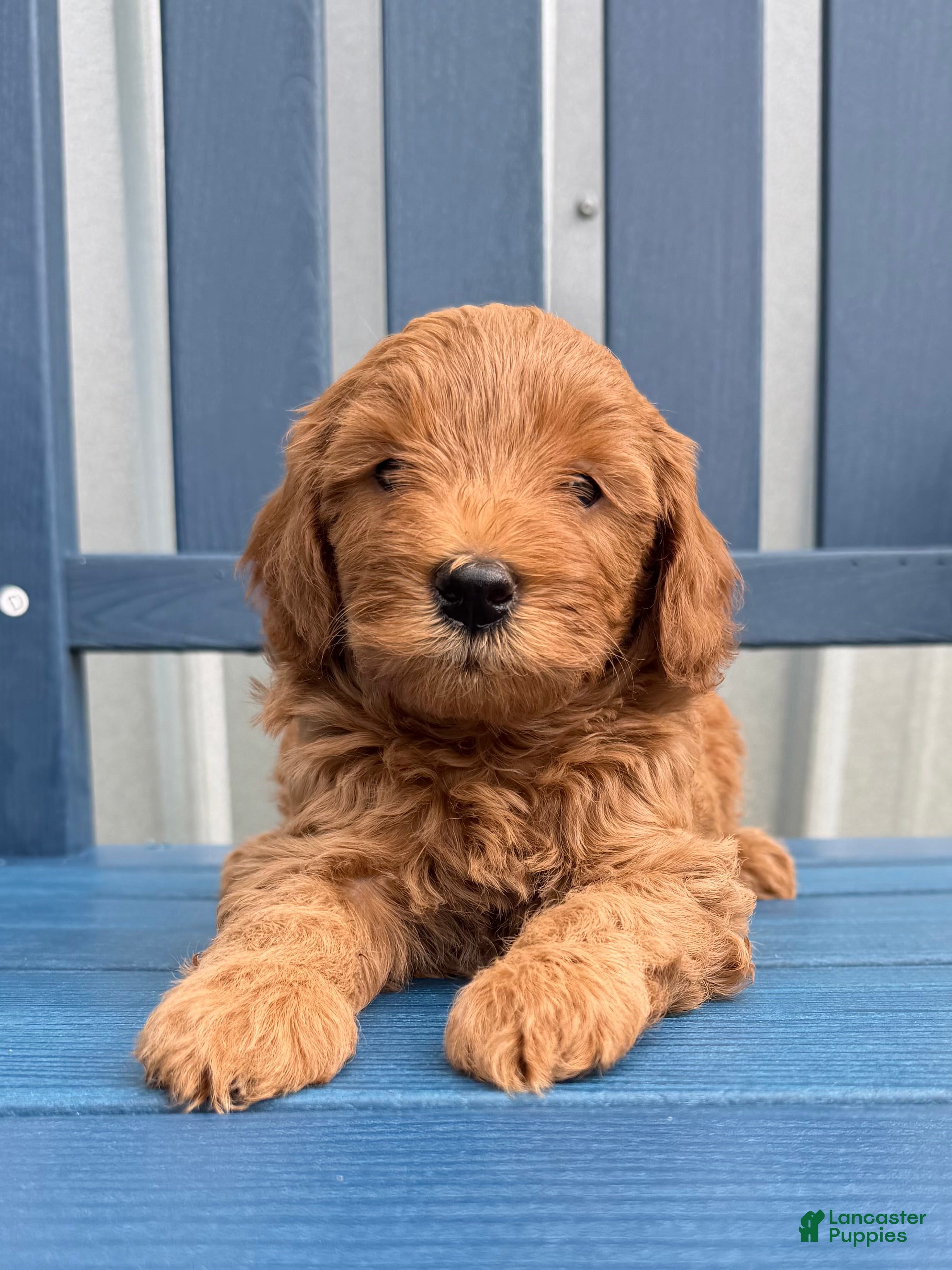 Mini Goldendoodle dogs Puppy #1….F1BB  - Ad 29
