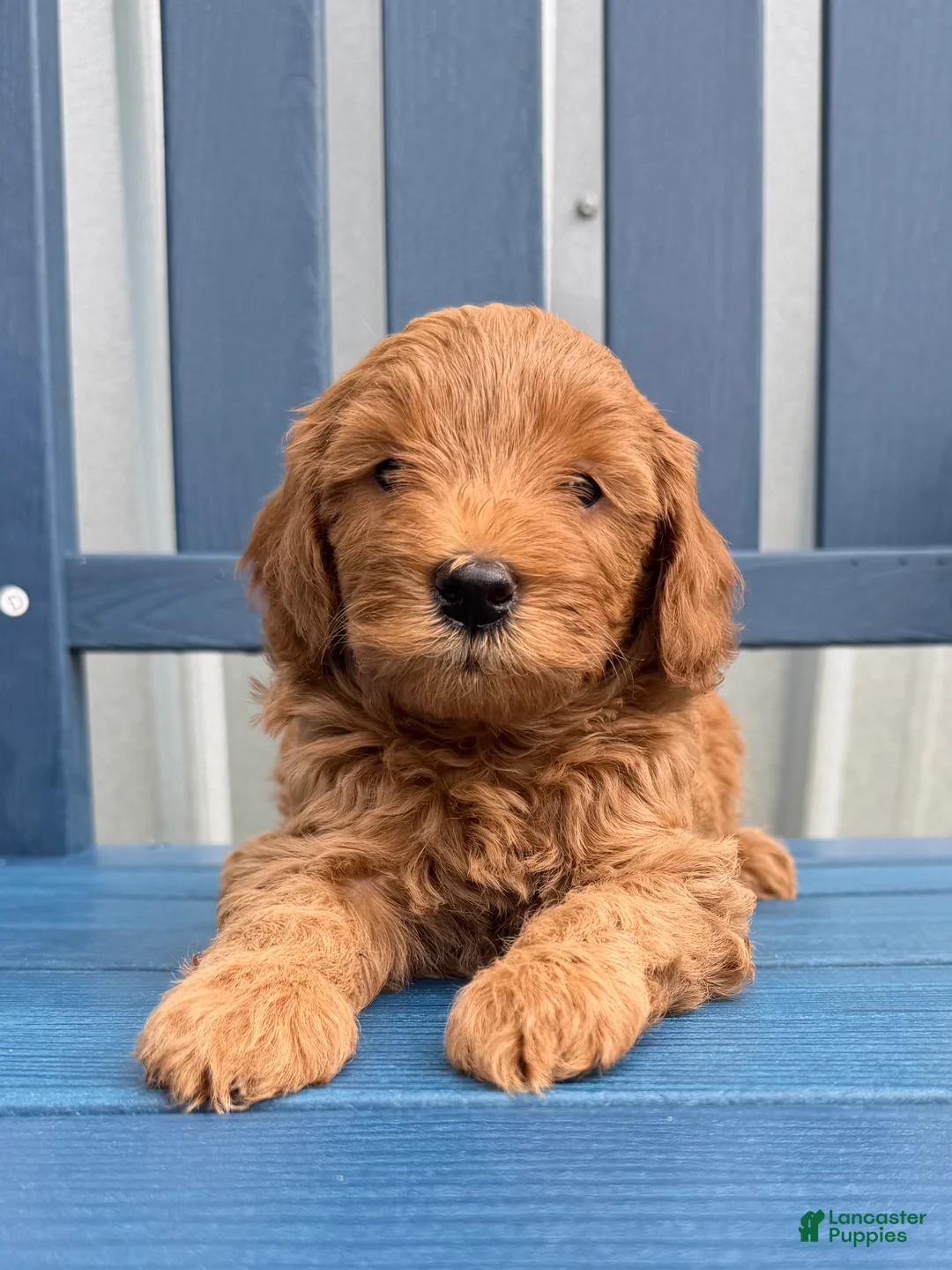 Mini Goldendoodle dogs for sale: Puppy #1….F1BB  - Ad 1