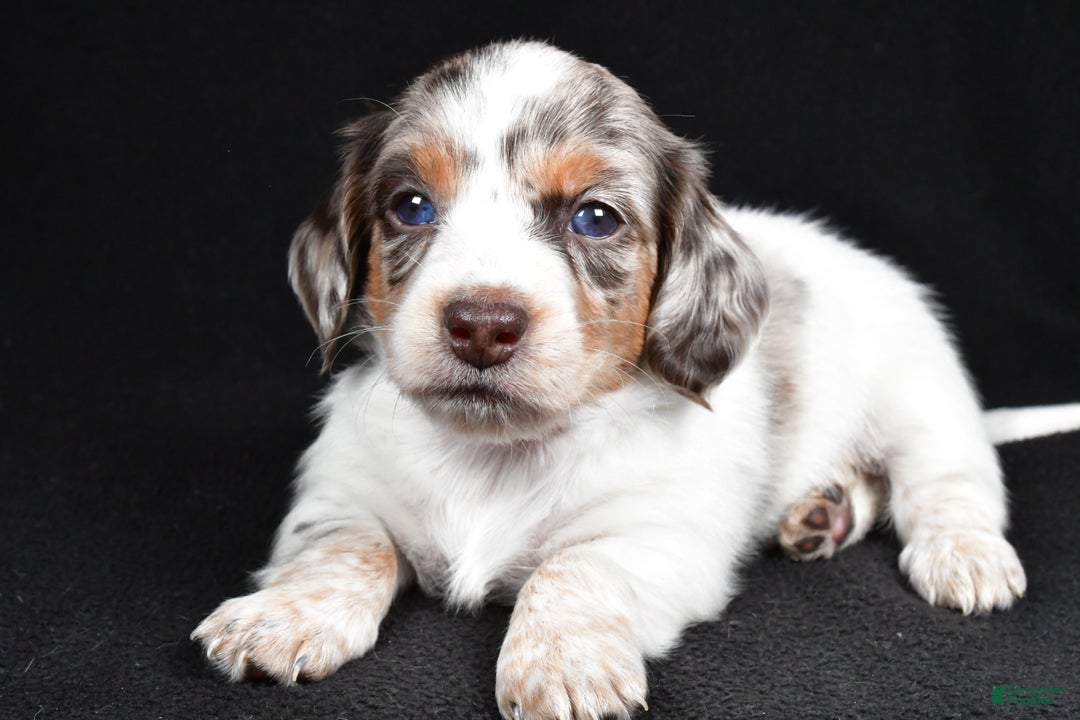 Miniature Dachshund dogs for sale: Chase  - Ad 6